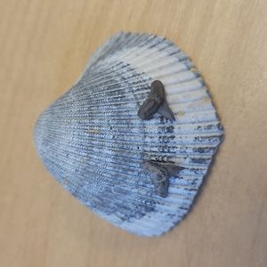 Shark tooth (fossil) earrings